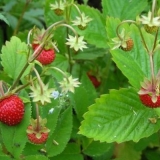 Ljekovita svojstva i kontraindikacije listova jagode